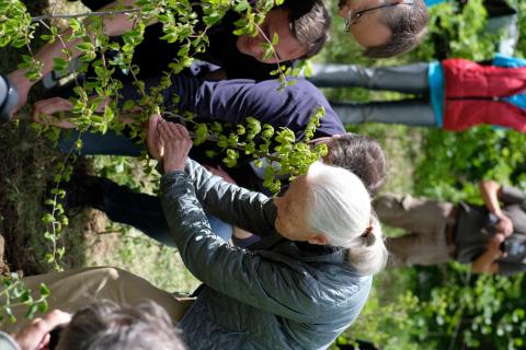 Faültetés, Jane Goodall