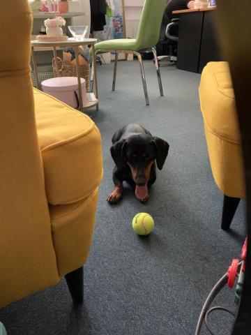 Dezső labdával játszik az irodában