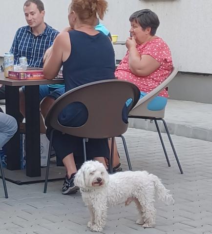 Kiskutya a telepen
