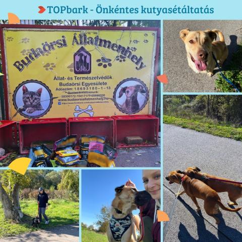 Önkéntes kutyasétáltatás