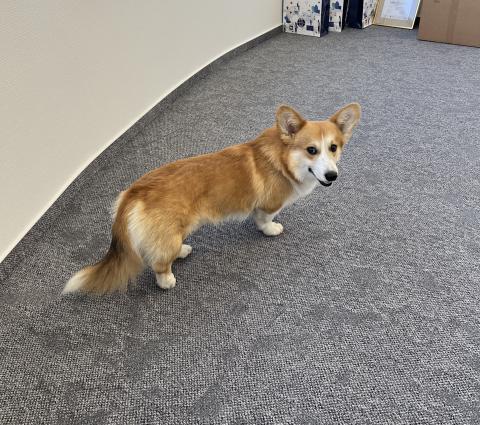 George, a mókamester